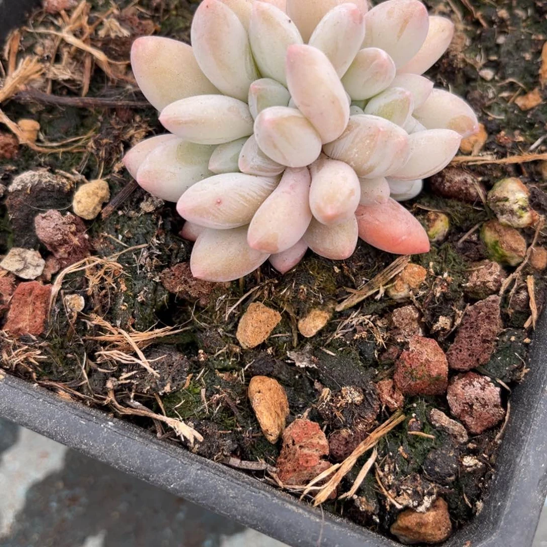 爱****@多肉植物多肉植物