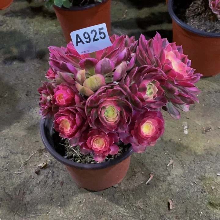 倾城多肉植物925