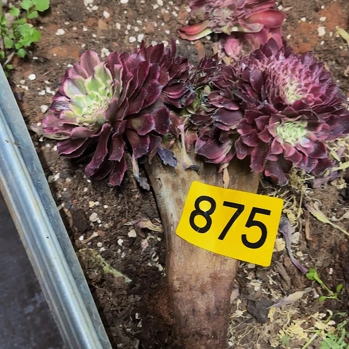 伊*~多肉植物福利875