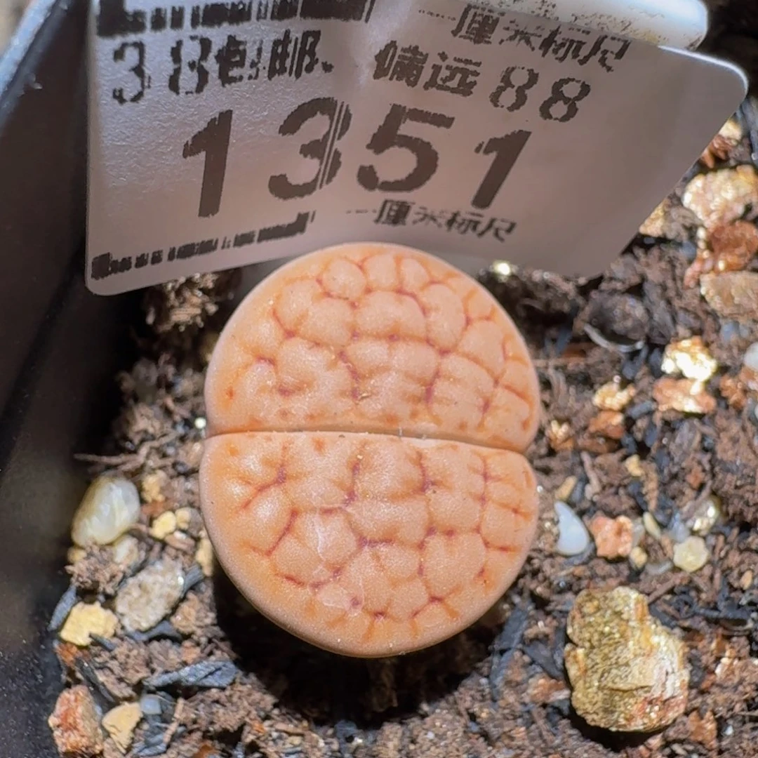zzzx生石花肉锥1351