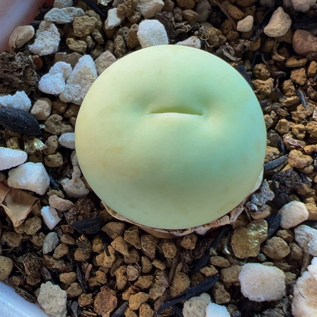 145多肉植物种类多样