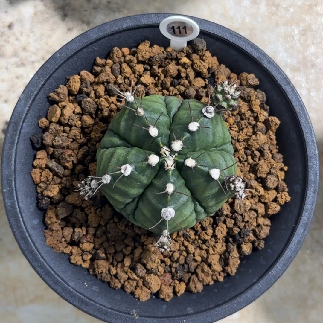 111泰系米哈五棱副棱