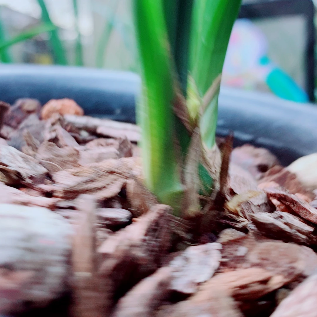 当前无花栽培后可以开花