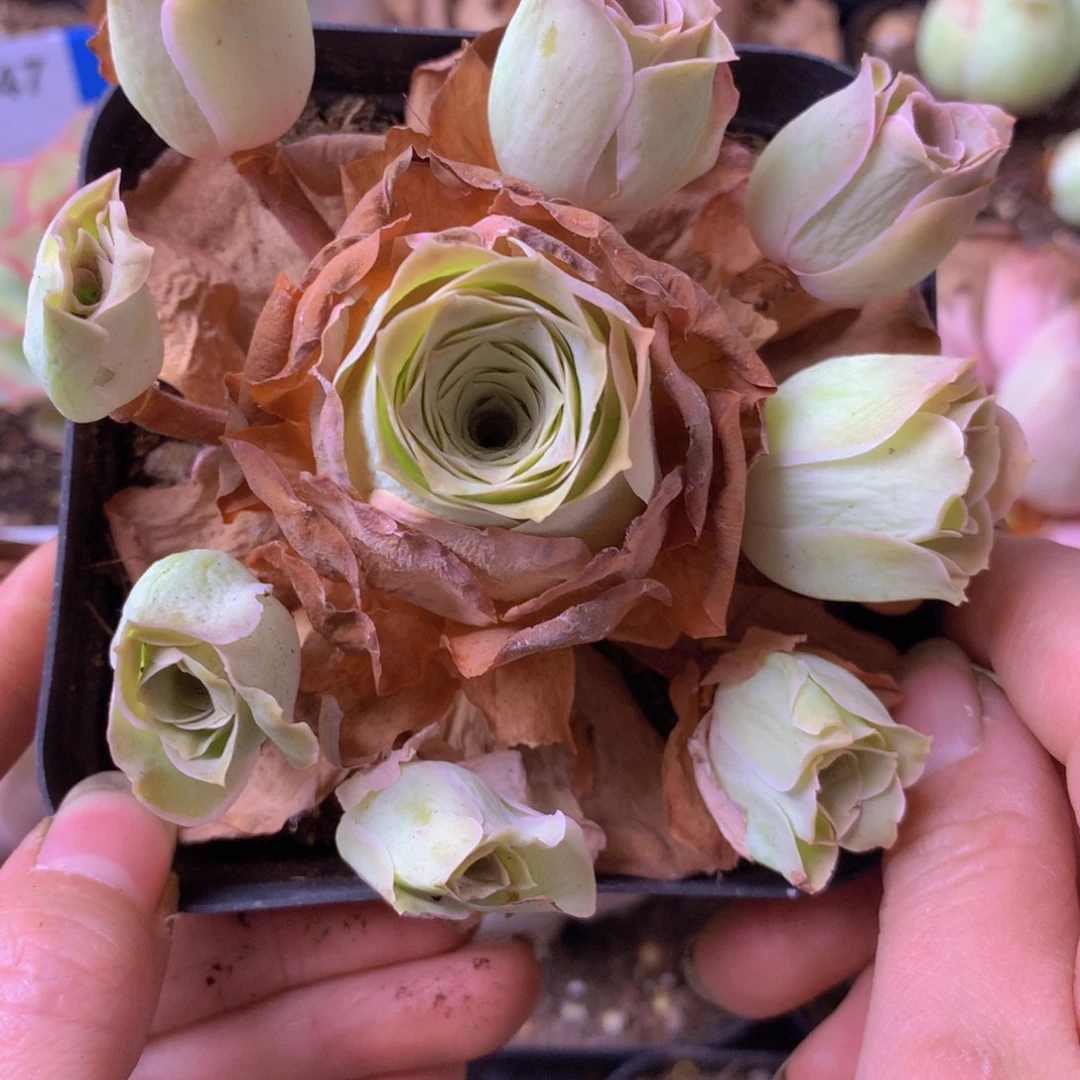 一物一拍星辰清秋599