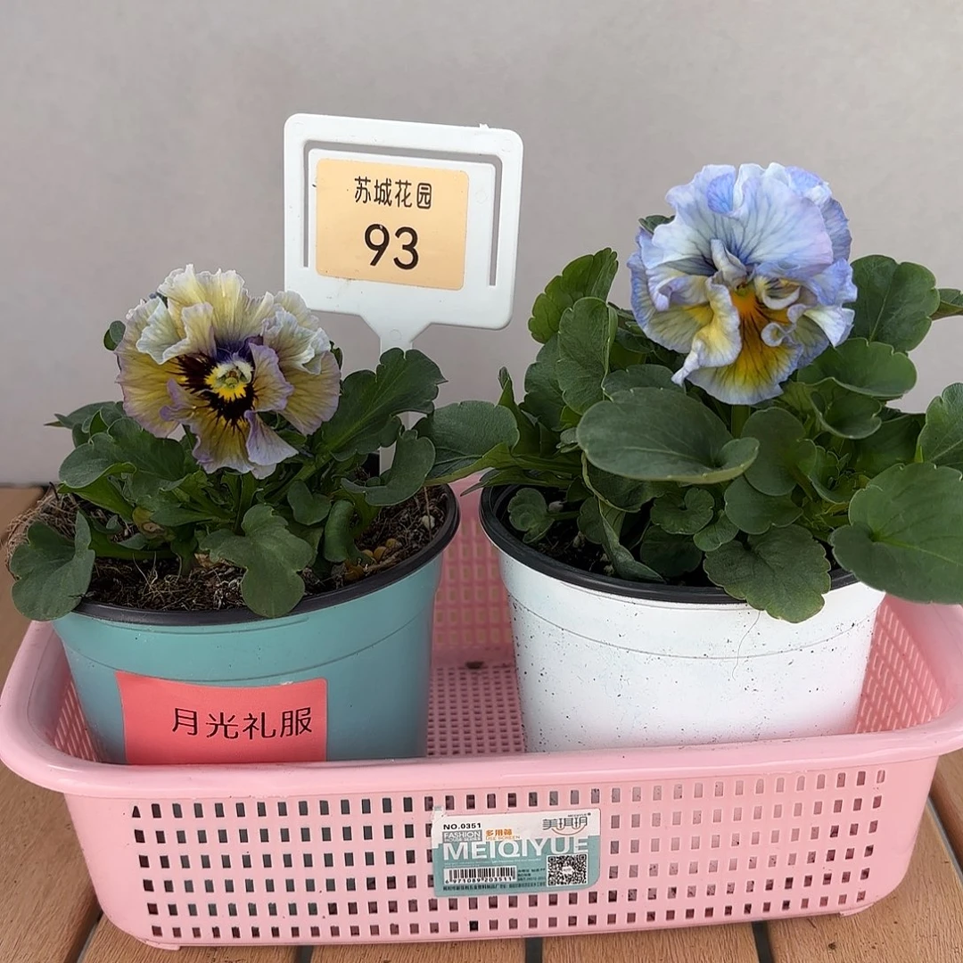 大部分开放少量花苞93