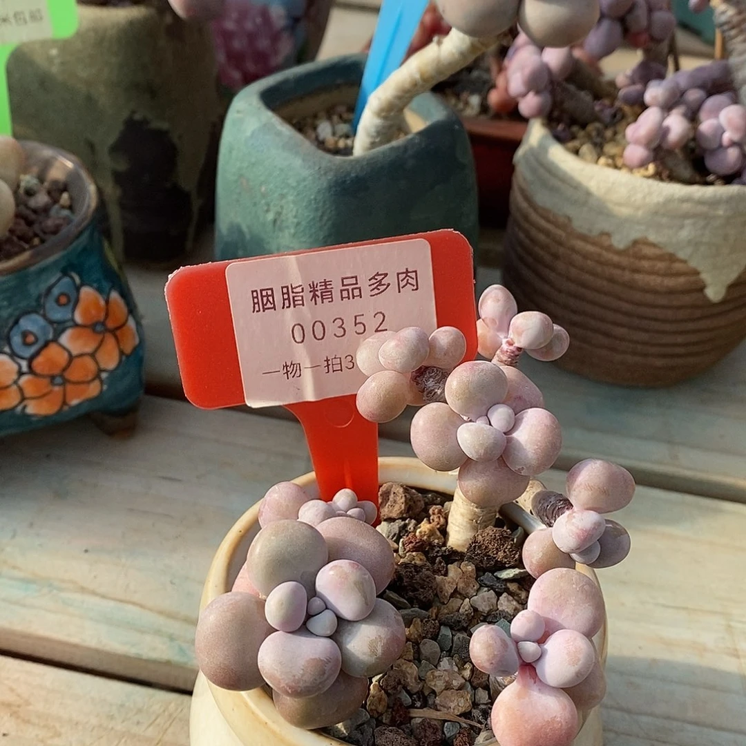 352户小雨我璐璐在小雨小雨