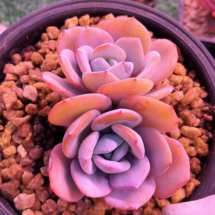 我是你的小可爱啊小可爱们都