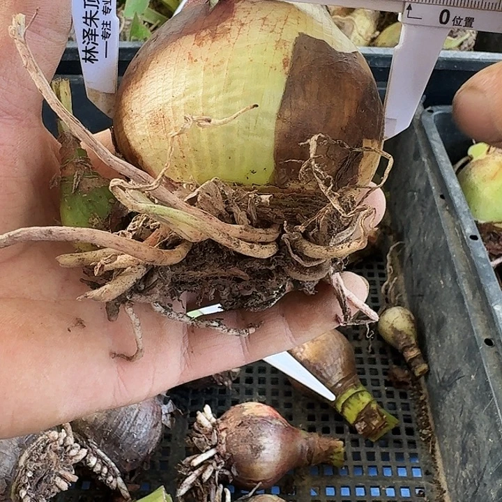 蔓越莓朱顶红一棵