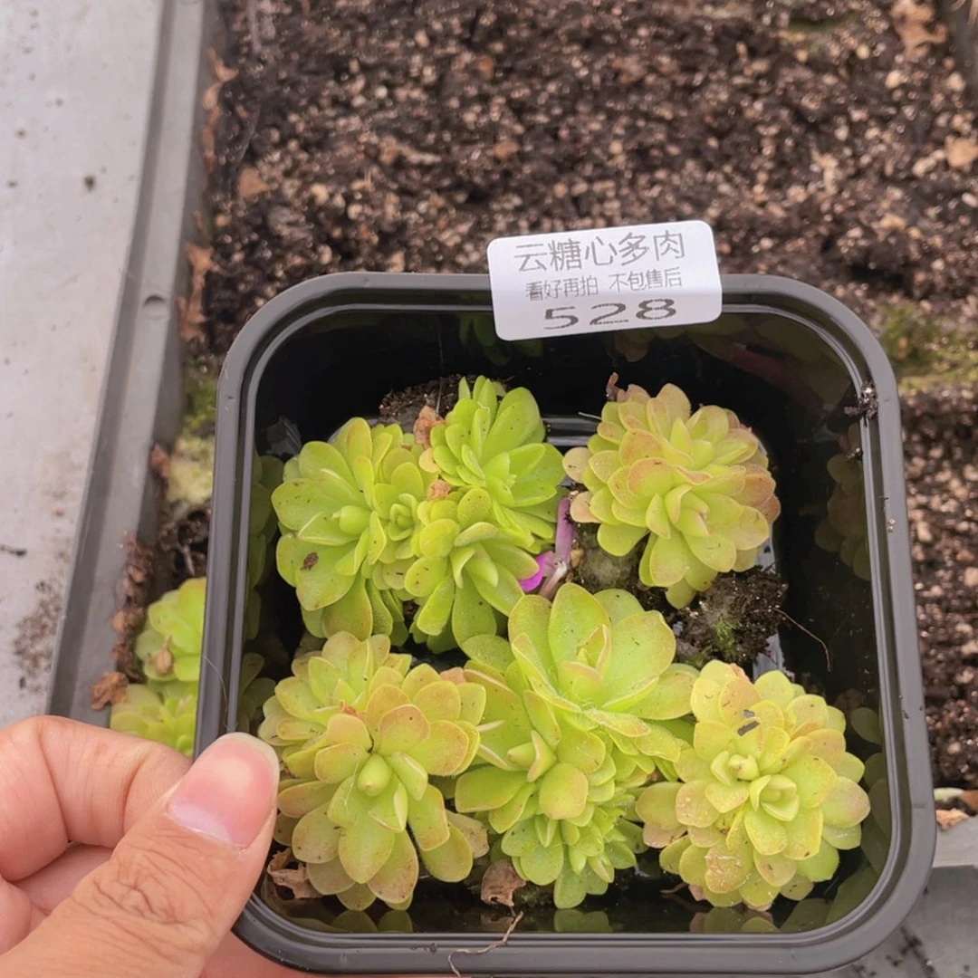 云糖心多肉植物528