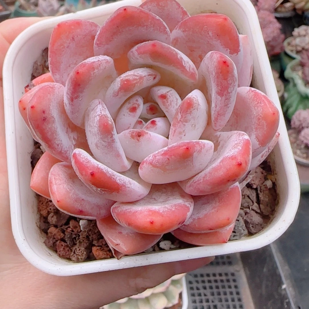 多肉植物5489…………….