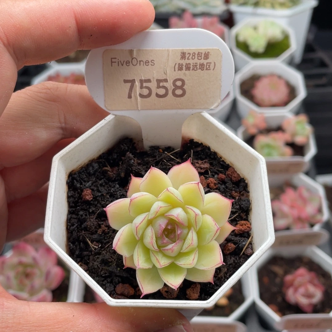 女王7558-4.0厘米