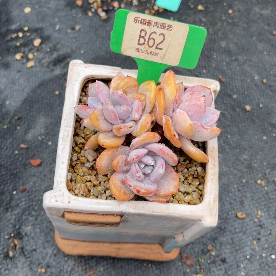 睡****多肉植物一物一拍