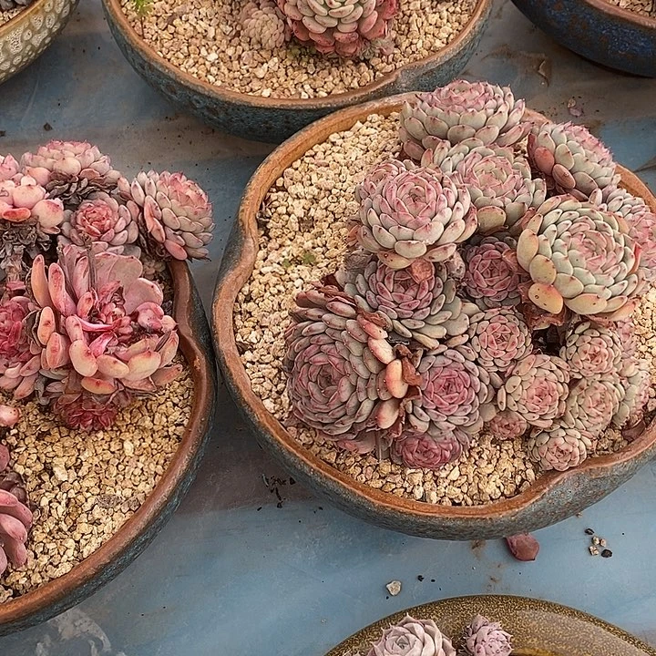 整群无坎老桩白胖子群生