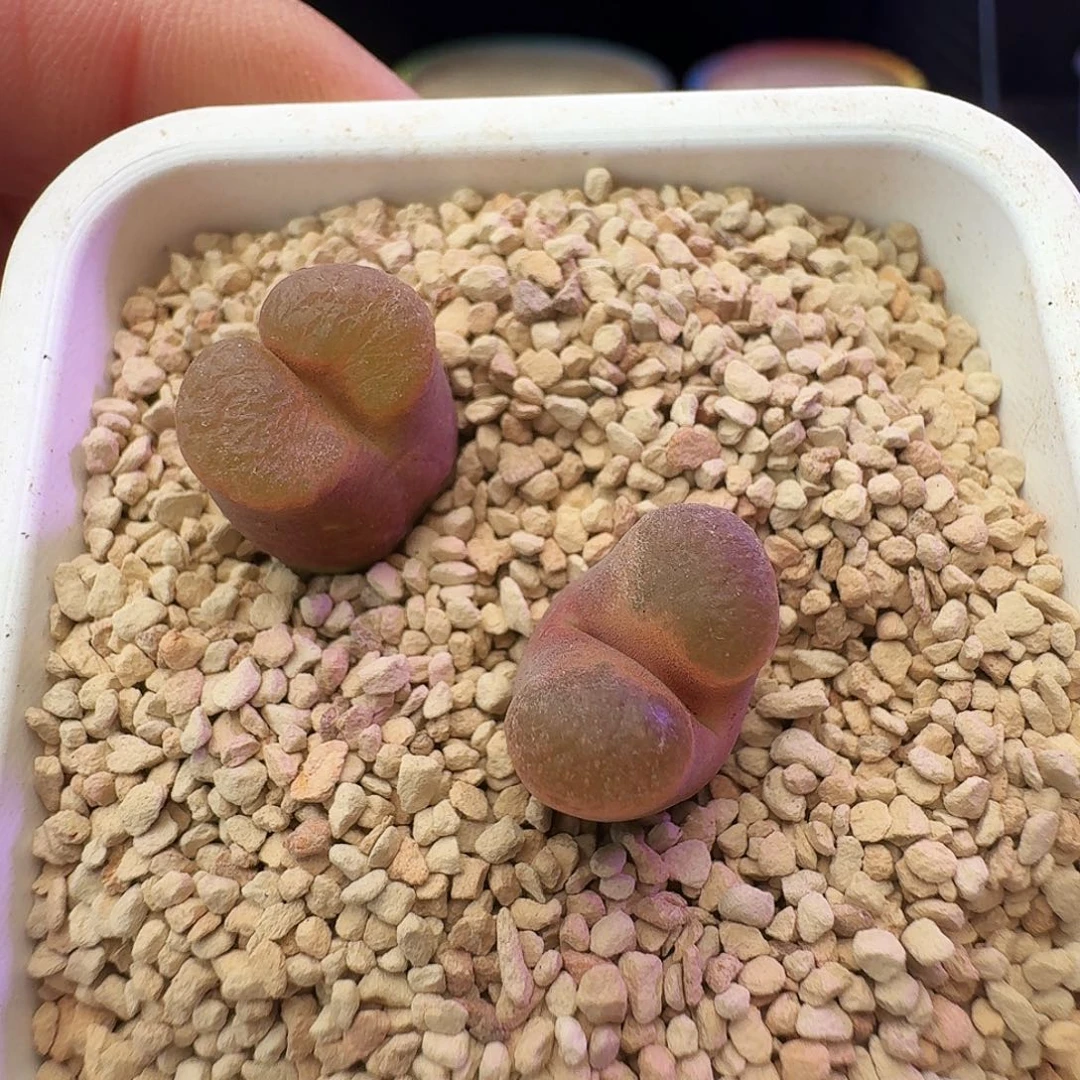 多肉植物福利果冻磁铁117