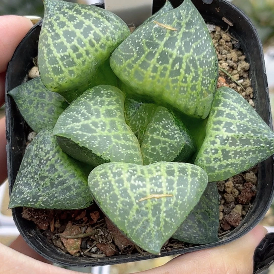 122白金康平福利专场