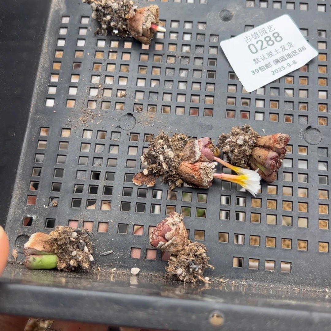 姬***君0288号 勋章 多肉植物