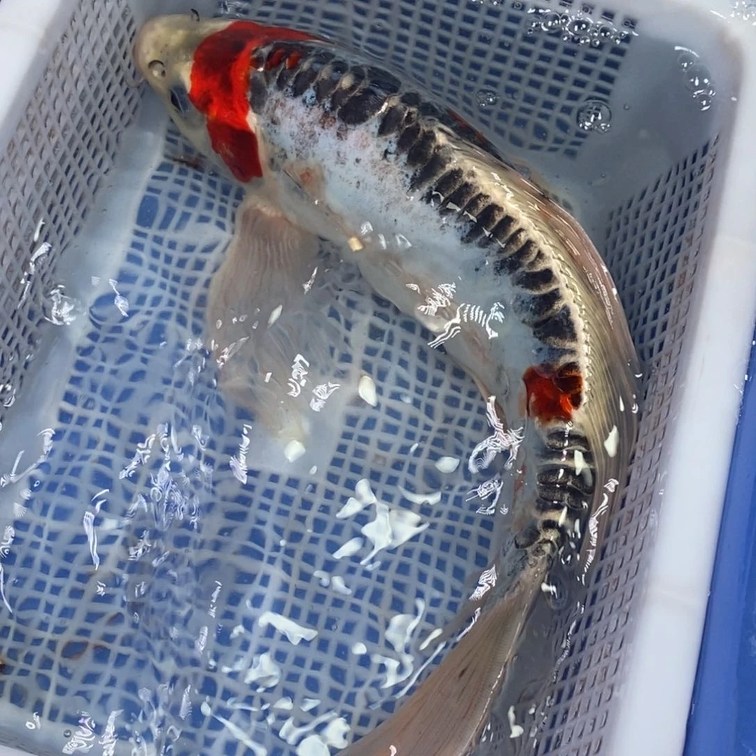 锦鲤冷水锦鲤包邮。