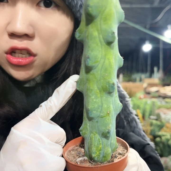 福禄寿11111111111111
