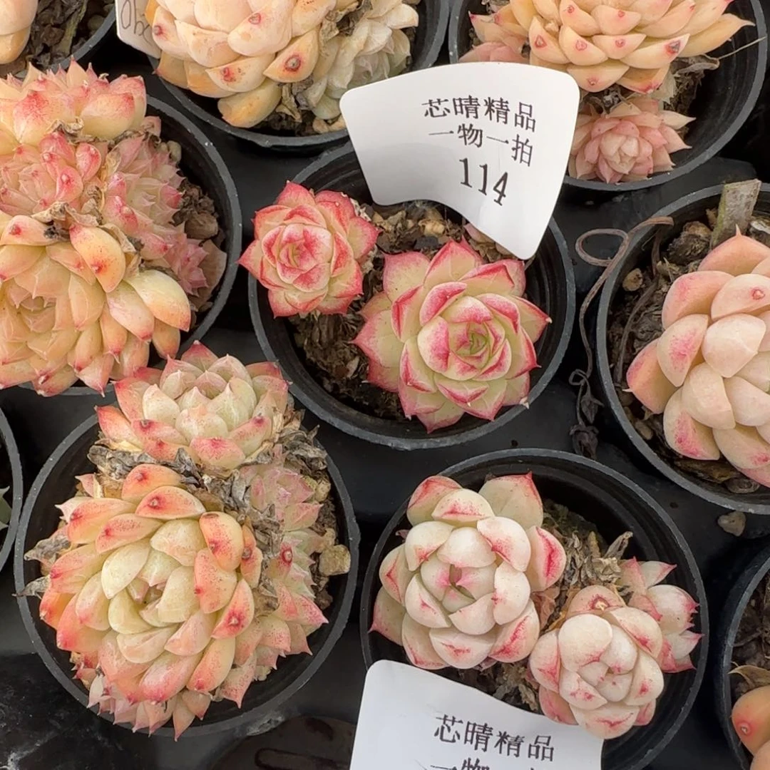 c**?闪购精品多肉114号