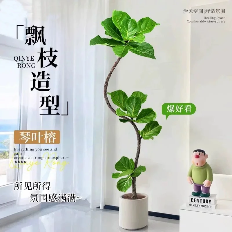 造型琴叶榕客厅大型绿植老桩高级感室内盆栽植物大叶好养落地绿植