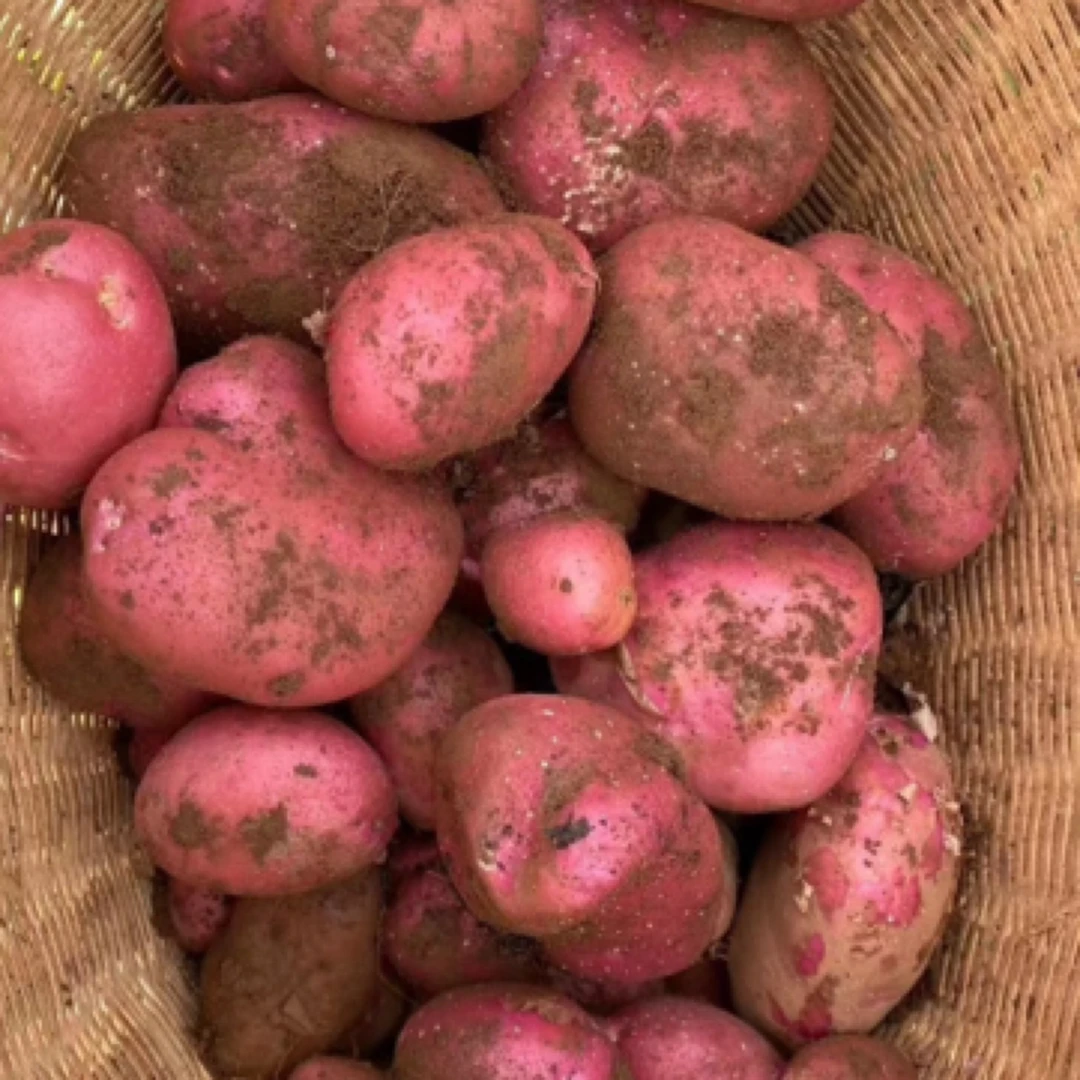 【浮力拉新专属】高山农家新土豆红皮黄心粉糯沙面土豆农家洋芋