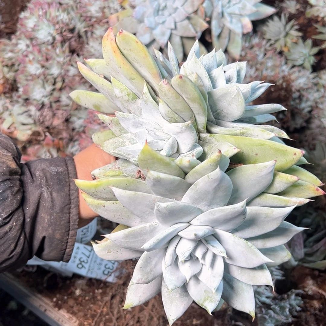 7735哈哈哈哈哈哈哈哈