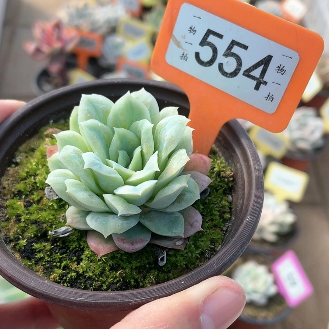 【闪购商品】554号