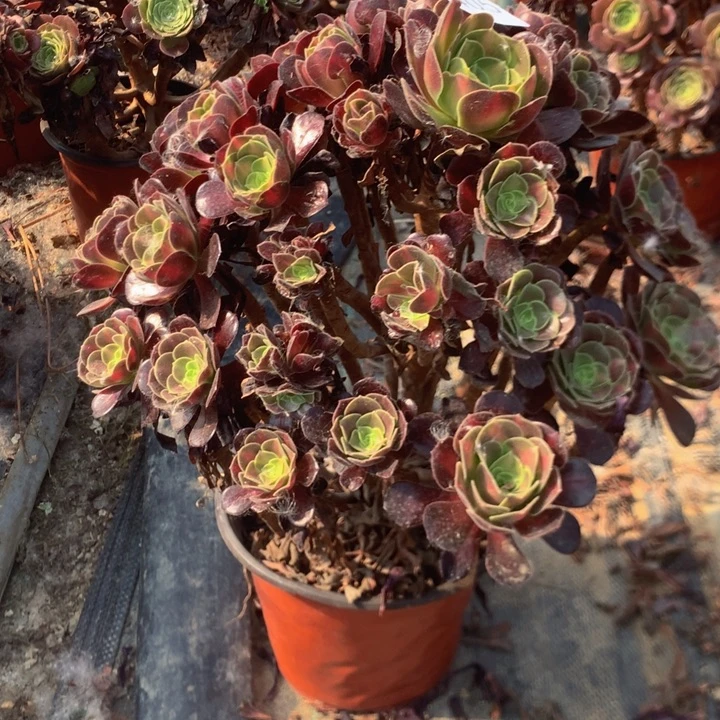 森***林405花多娜多肉植物