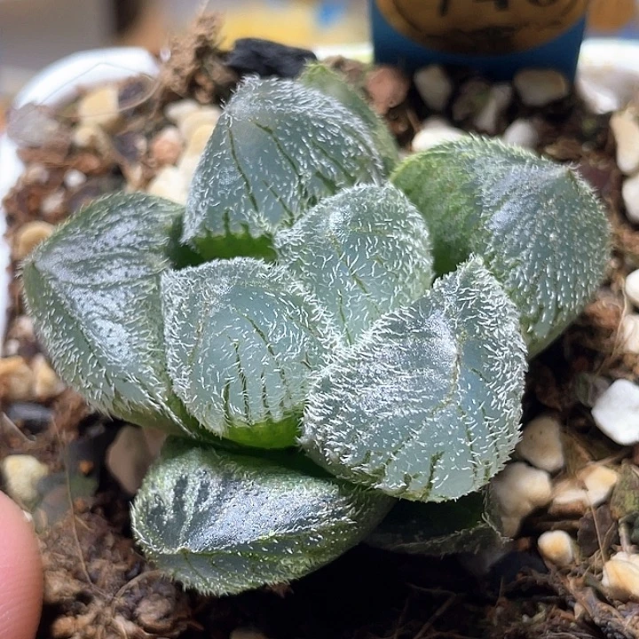 746巨大梦露特选福利