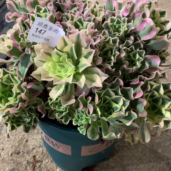 147雨花石多肉植物特价