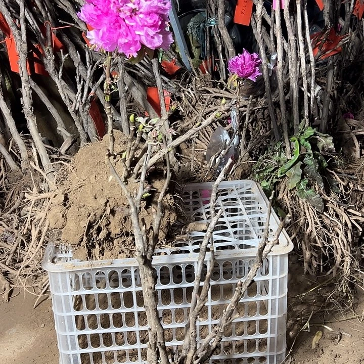 ****侠完全开放紫罗兰带花苞