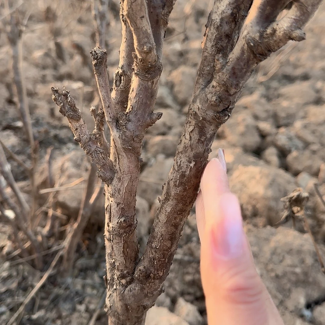 无花朵1111111111111