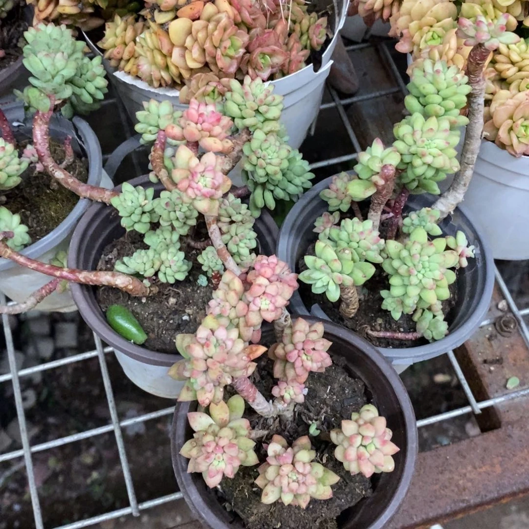 龙骨玉坠整桩三盆，90杯