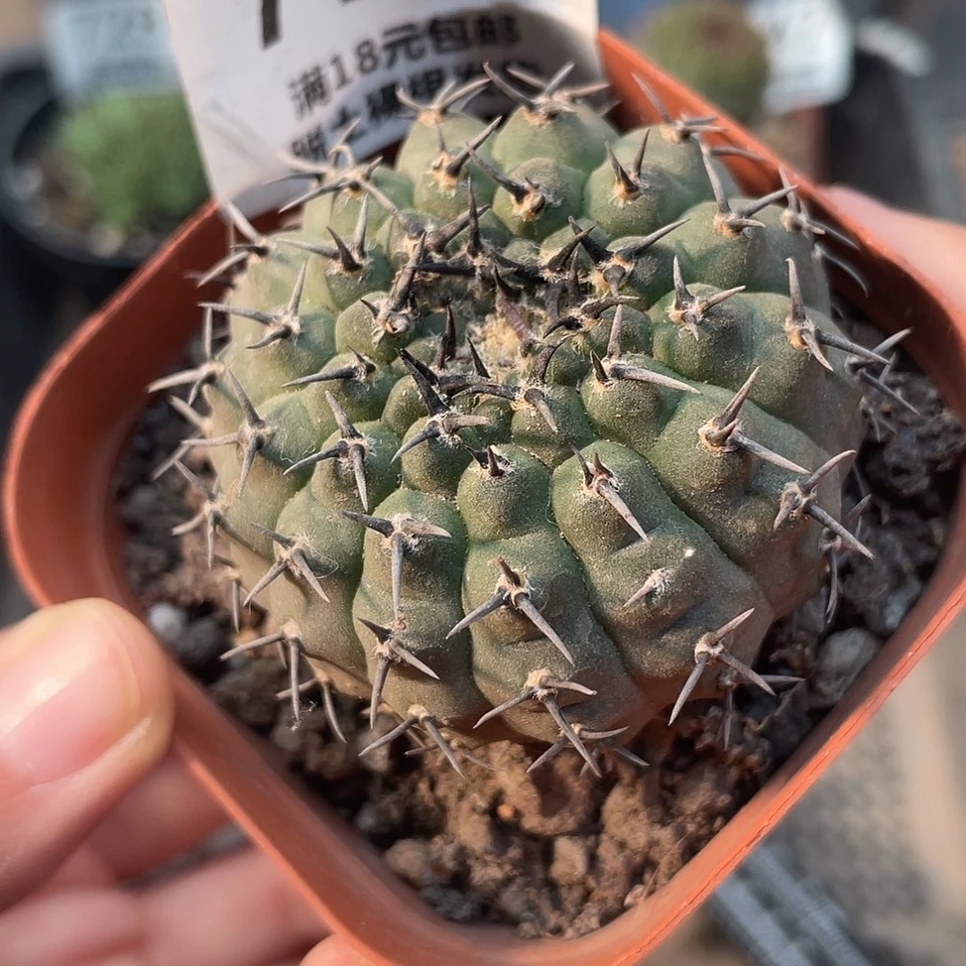 729黑刺凤梨（满18元包邮）