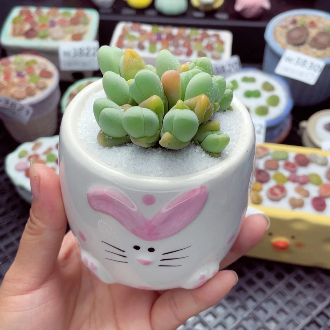 w3847 带盆土发货一物一拍