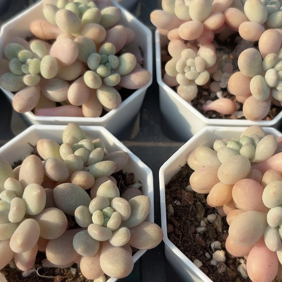 精品洛可可多肉植物