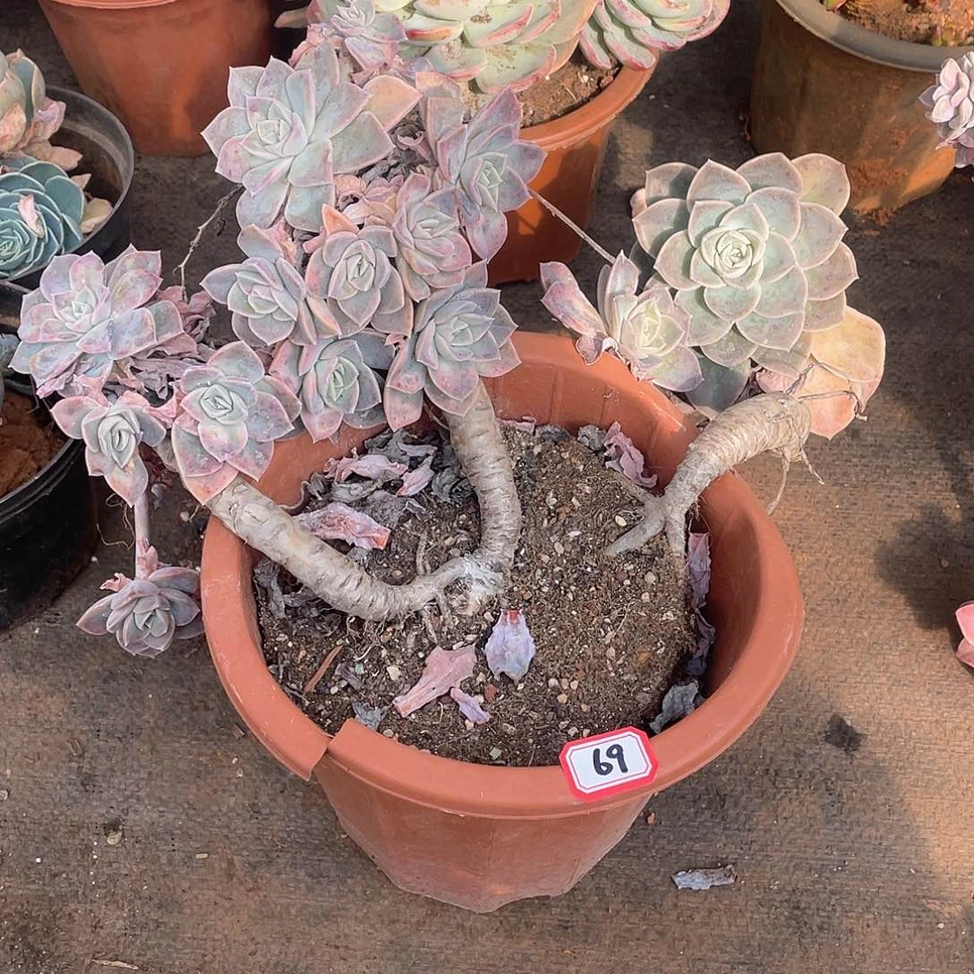 69哈利 一物一拍多肉