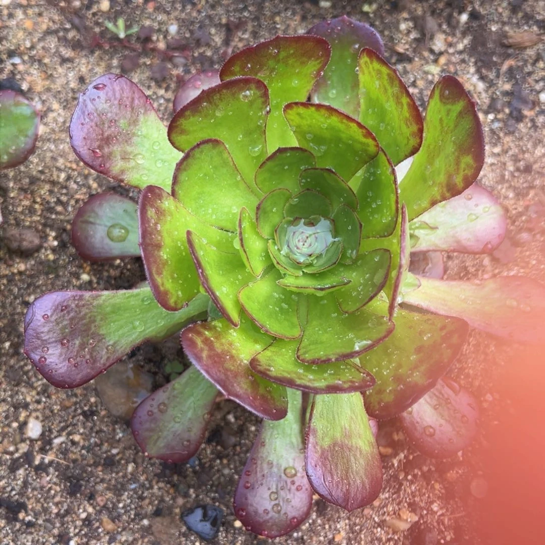满18包邮雨荷手捧多肉植物