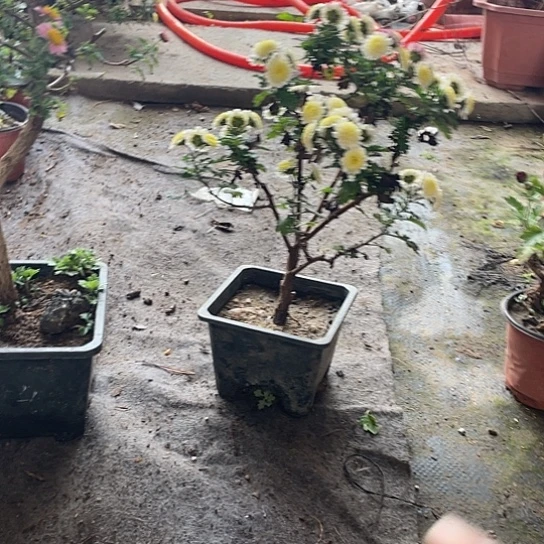 完全开放菊花木本