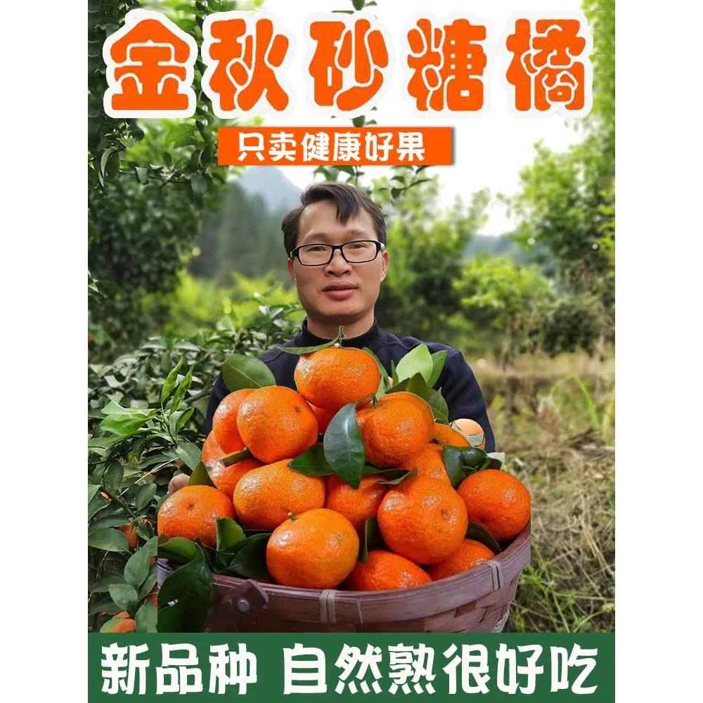 纯甜广西金秋砂糖橘斤新鲜水果整箱橘子沙糖桔非广东四会蜜橘顺丰