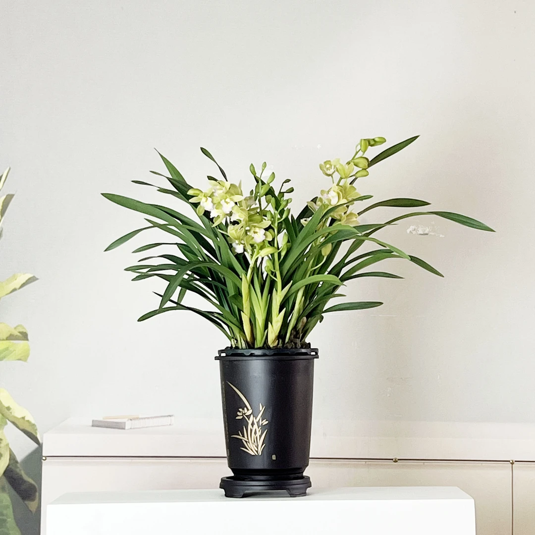 香水香兰2-3支花剑起基地直发带古风圆盆发货