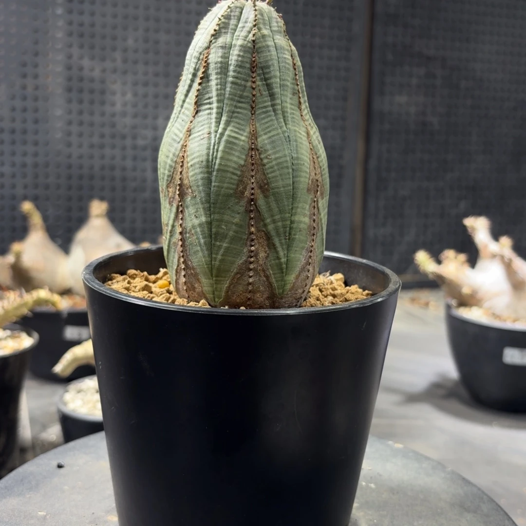 小***）36666966666666666666