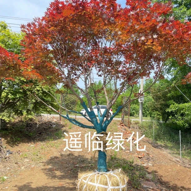 中国红枫绿植红色室外庭院观叶植物耐寒造景树室内外盆栽南天竹