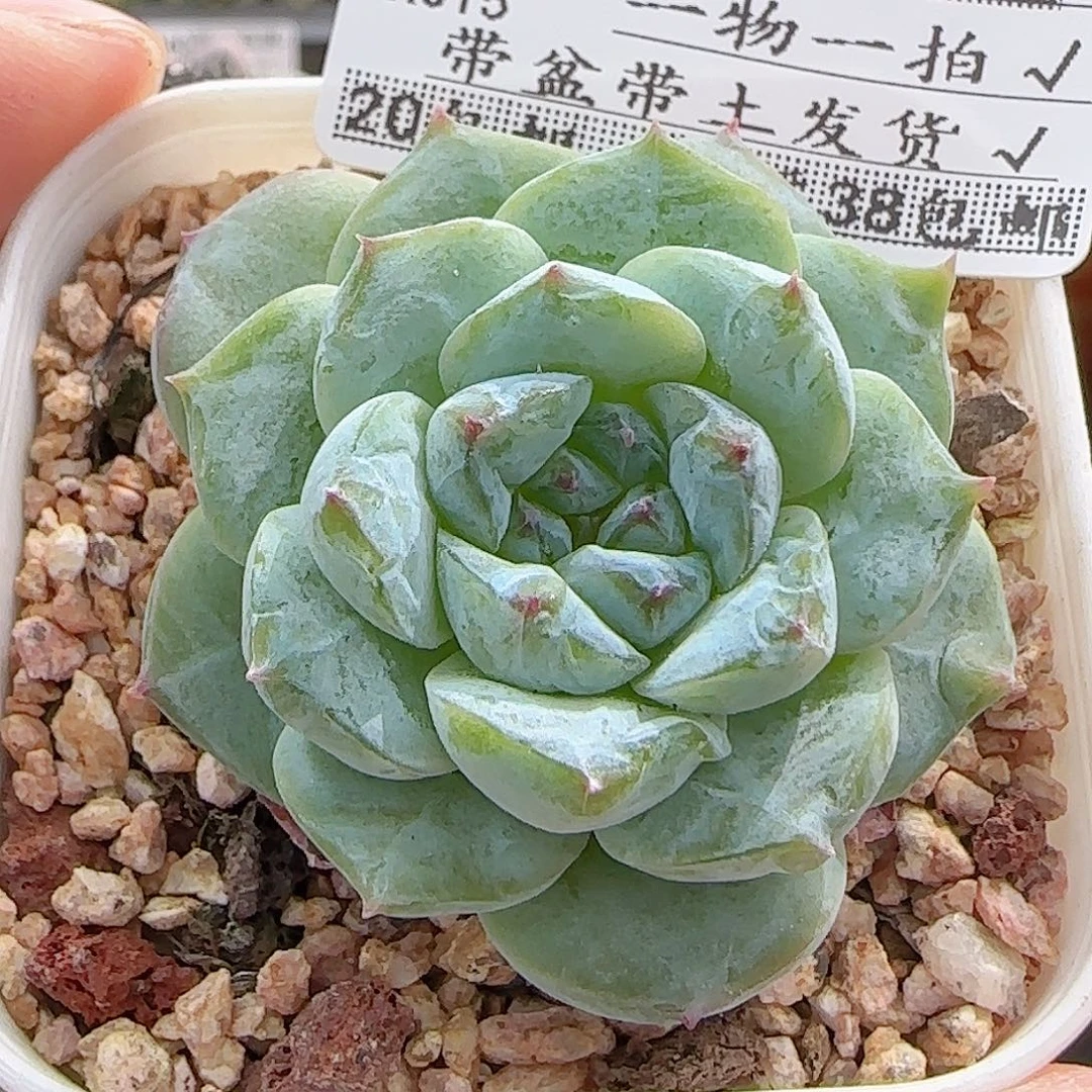 多肉0A0A--246福利