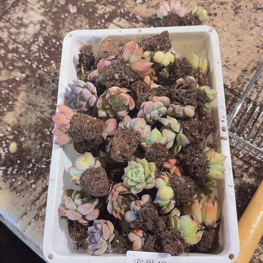 瑕疵不售后福利49