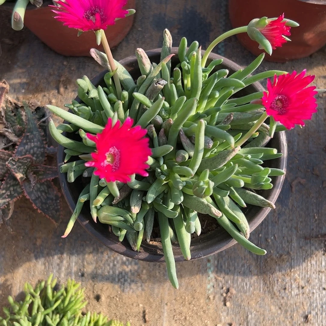 多肉植物红花奔龙