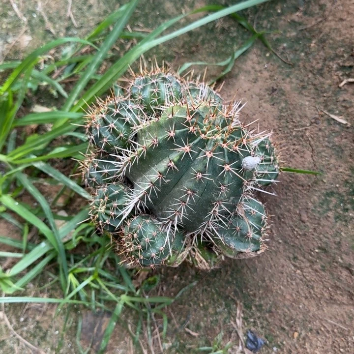 红赏丸后代仙人球425