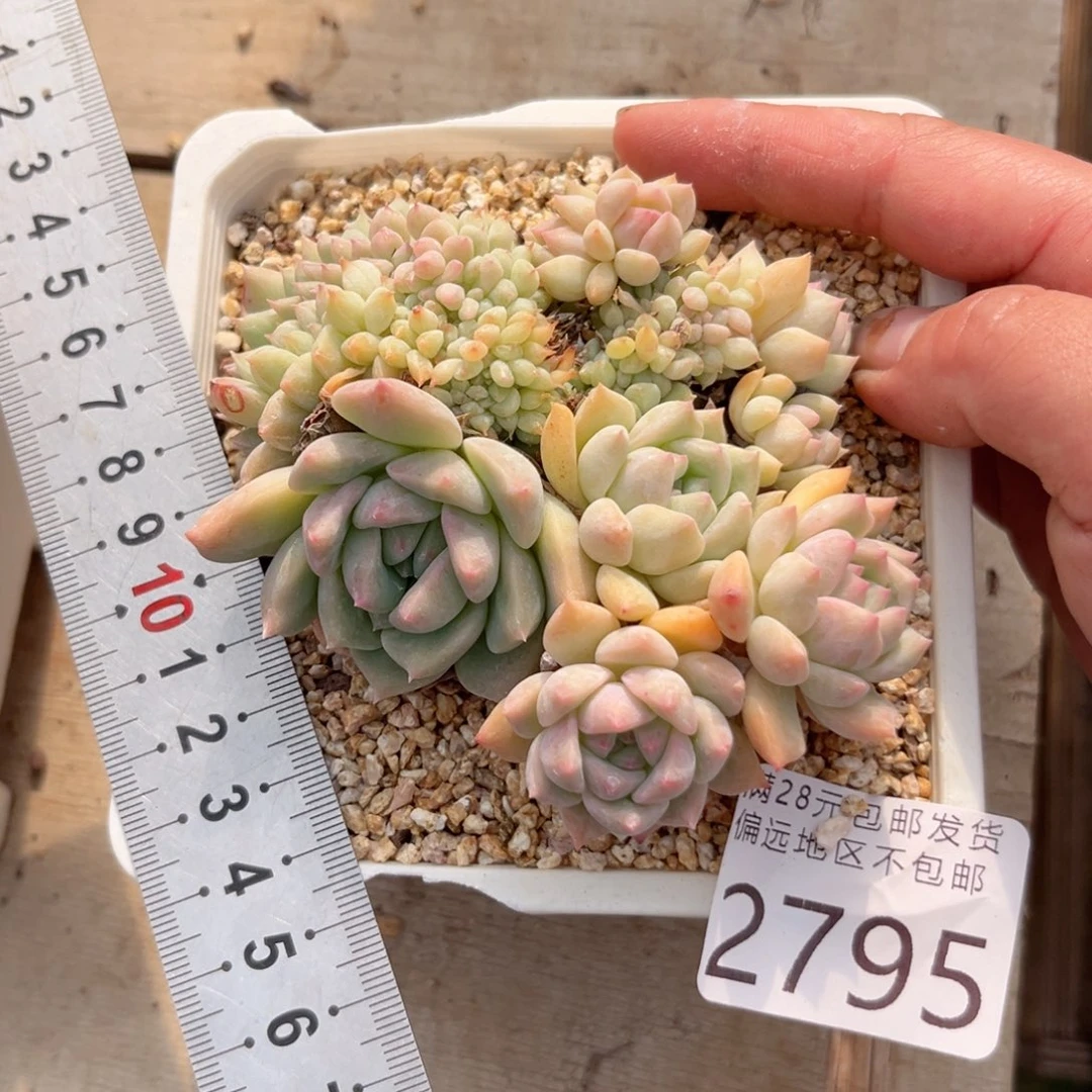 大2795:（zg cg xb b