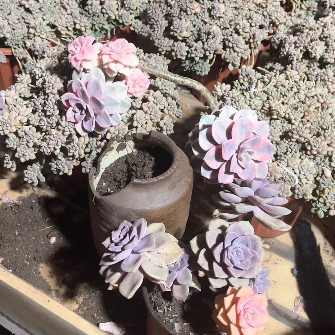 刘*多肉植物紫乐景55
