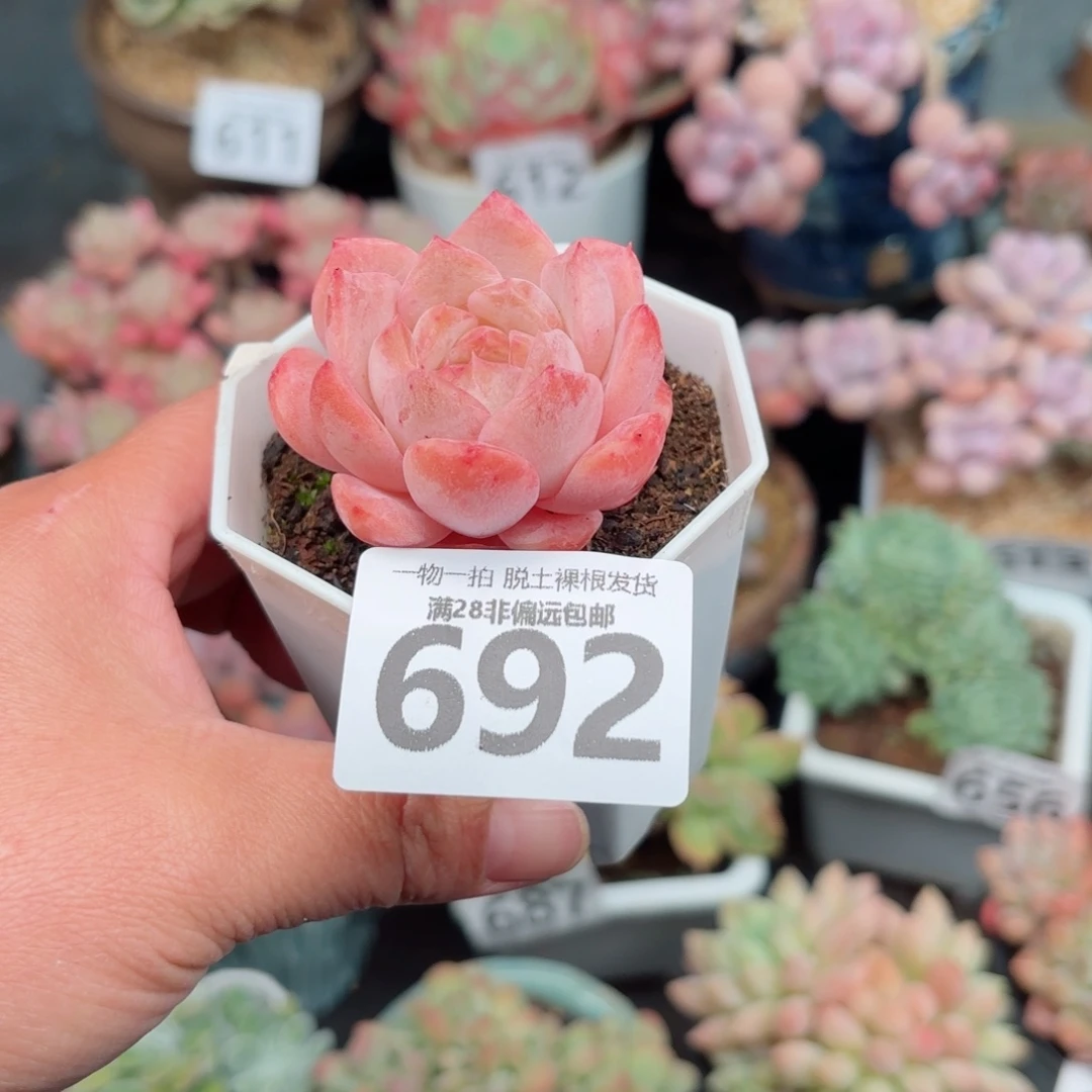 草莓果酱单头无盆土发货